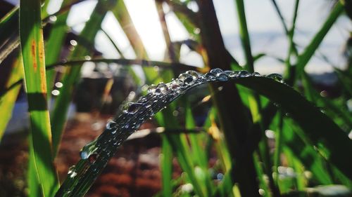 Close-up of raindrops on grass