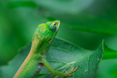 Close-up of green lizard