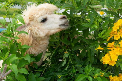 White alpaca is enjoying eating a leaf