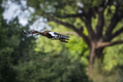 Bird flying over a tree