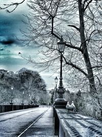 Road passing through bare trees