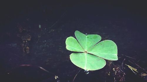 Close-up of leaf floating on water against black background