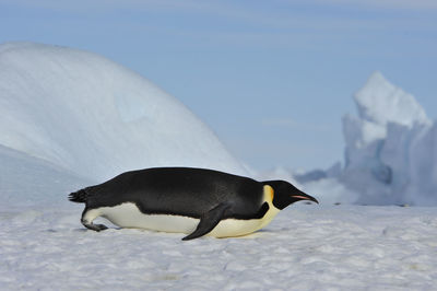 High angle view of a bird on snow