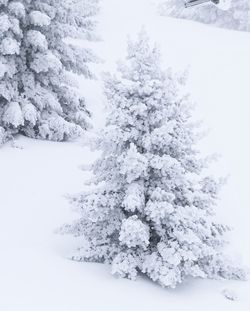 Snow covered tree