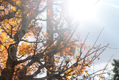 Low angle view of trees against sky