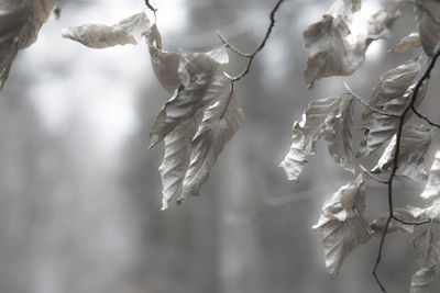 Close-up of leaves on branch