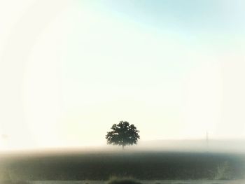 Tree on field against clear sky