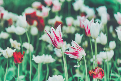 Close-up of pink flowering plants