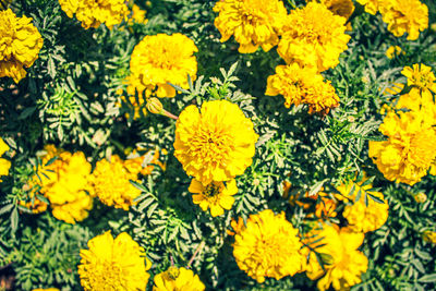 High angle view of yellow flowering plants on field