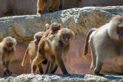 Close-up of monkey on rock