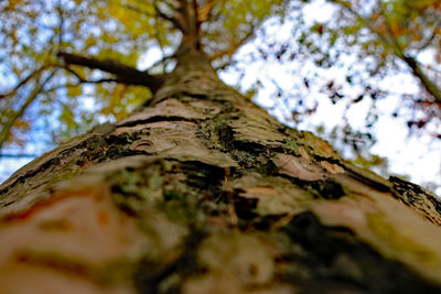 Low angle view of moss on tree trunk