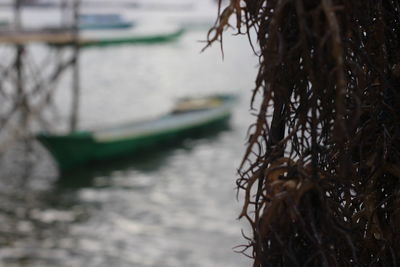 Close-up of tree by sea