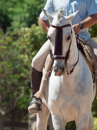 Man riding horse on field