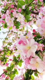 Close-up of pink flowers blooming on tree
