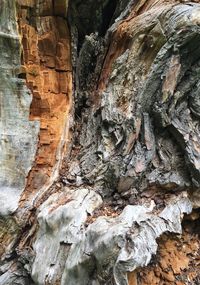 Low angle view of tree trunk