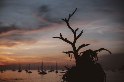 Silhouette plants by sea against sky during sunset