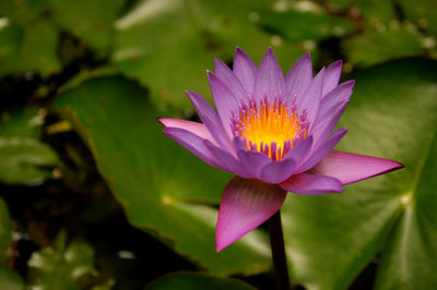 Close-up of purple water lily