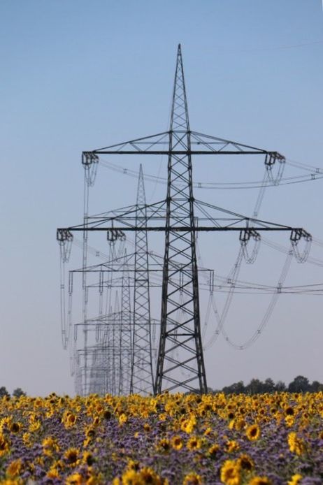 yellow, flower, field, clear sky, growth, nature, plant, beauty in nature, fragility, tranquility, sky, landscape, agriculture, rural scene, freshness, tranquil scene, season, day, dry, power line