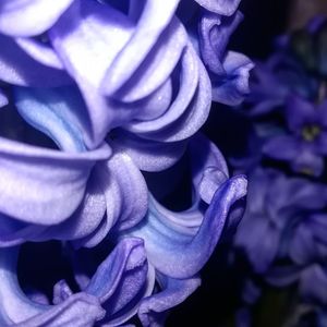 Close-up of purple rose flower