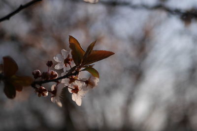 Close-up of cherry blossom