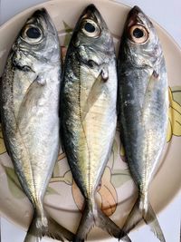 High angle view of fish on table
