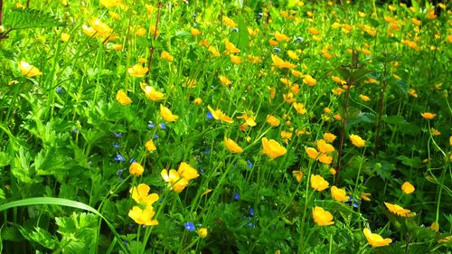 Yellow flowers blooming in field