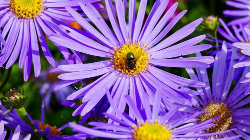 Close-up of honey bee pollinating on purple flower