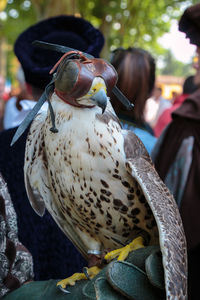 Close-up of bird