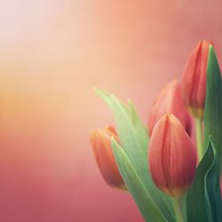 Close-up of red tulips