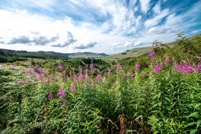 Purple flowering plants on field against sky