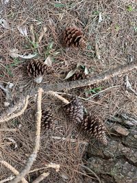 High angle view of dried plant on field