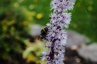 Close-up of bee pollinating on flower