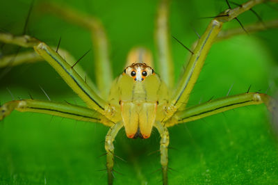 Close-up of spider on leaf