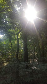 Sun shining through trees in forest