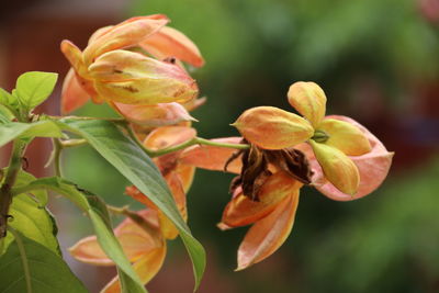 Close-up of flowering plant