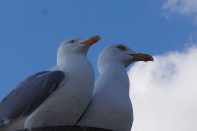 Duck against sky