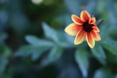 Close-up of flowering plant