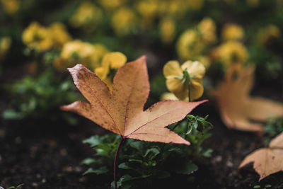 Close-up of dry maple leaves on land