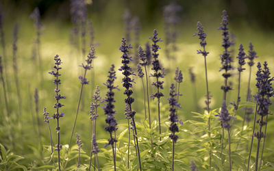 Closeup on flowers in the field 