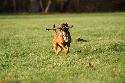 Dog running on grass