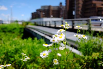 Close-up of flowering plant on field