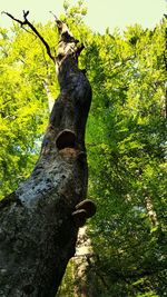 Close-up of tree trunk against sky