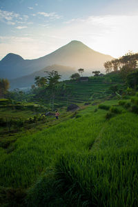 Scenic view of agricultural field against sky