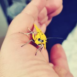 Close-up of butterfly on hand