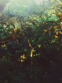 Plants growing on tree