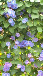 High angle view of purple flowering plants