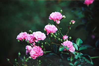 Close-up of pink flowers