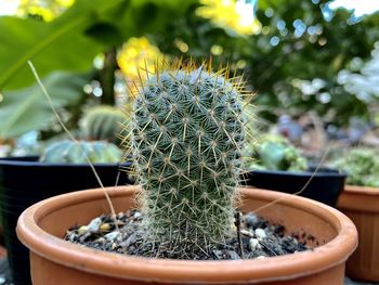 Close-up of cactus plant in pot