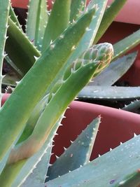 Close-up of succulent plant