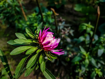 Close-up of pink flowering plant